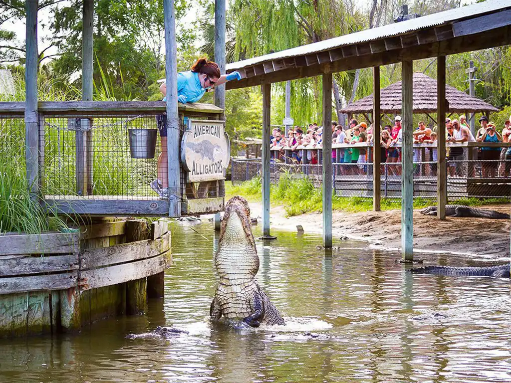 An alligator leaps from water during a live show